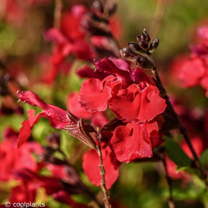 Salvia greggii Mirage Cherry Red plant