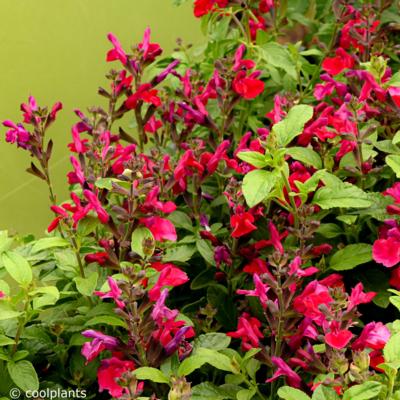 salvia-greggii-mirage-cherry-red