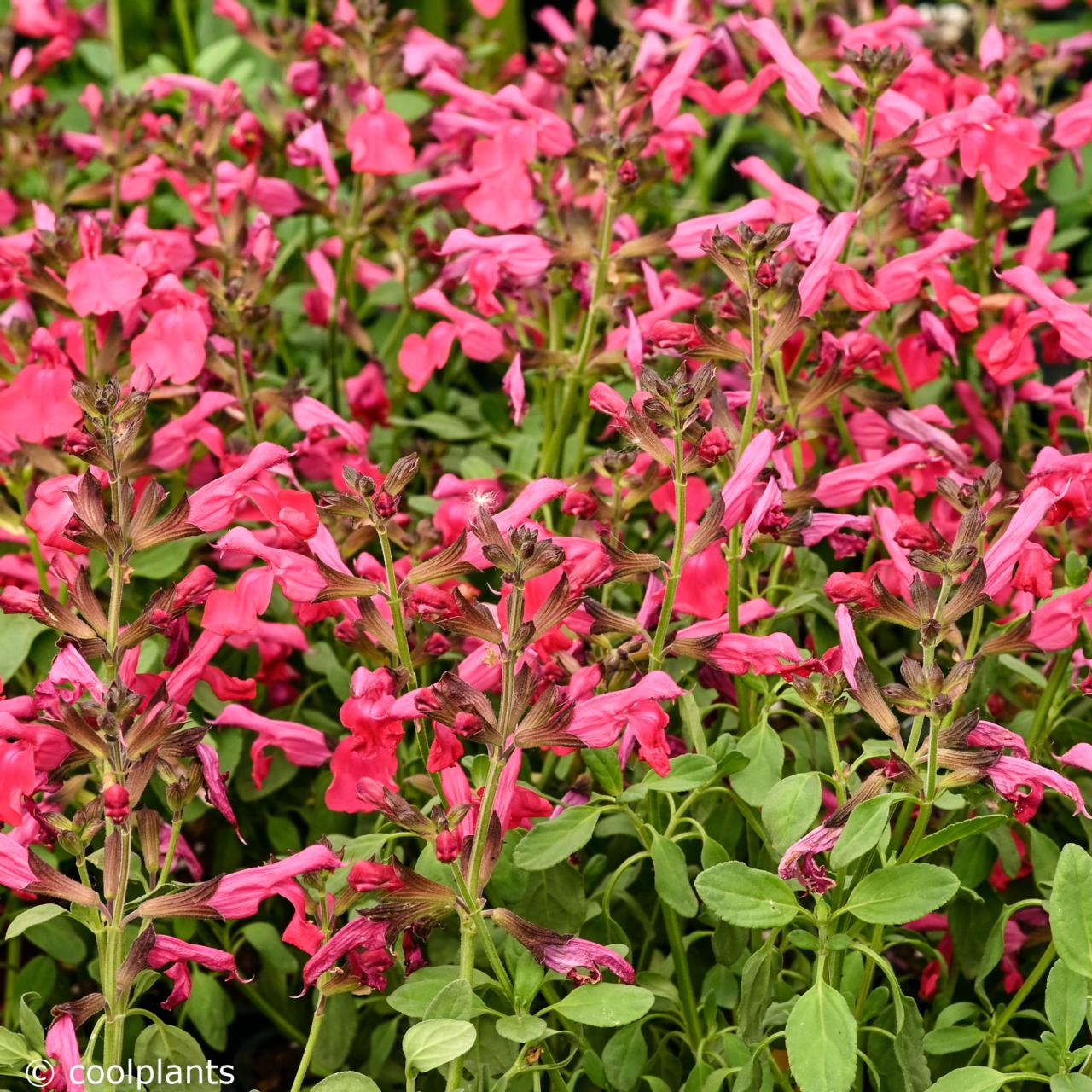Salvia greggii Mirage Hot Pink plant