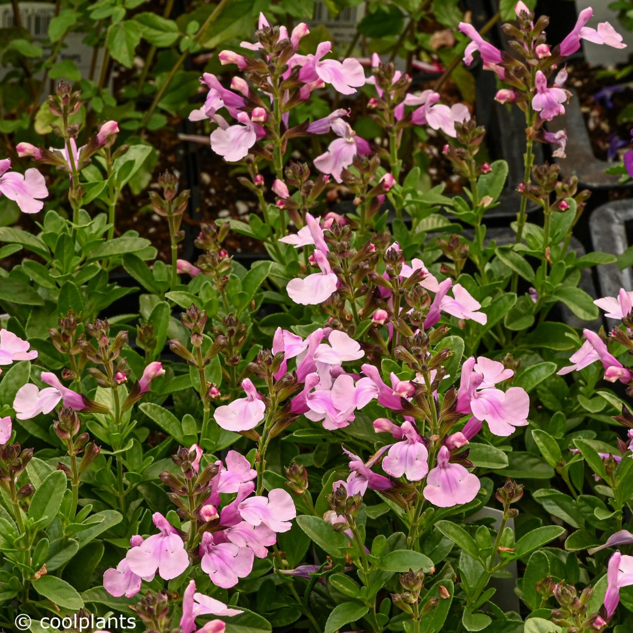 Salvia greggii Mirage Soft Pink plant