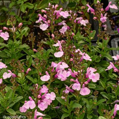 salvia-greggii-mirage-soft-pink