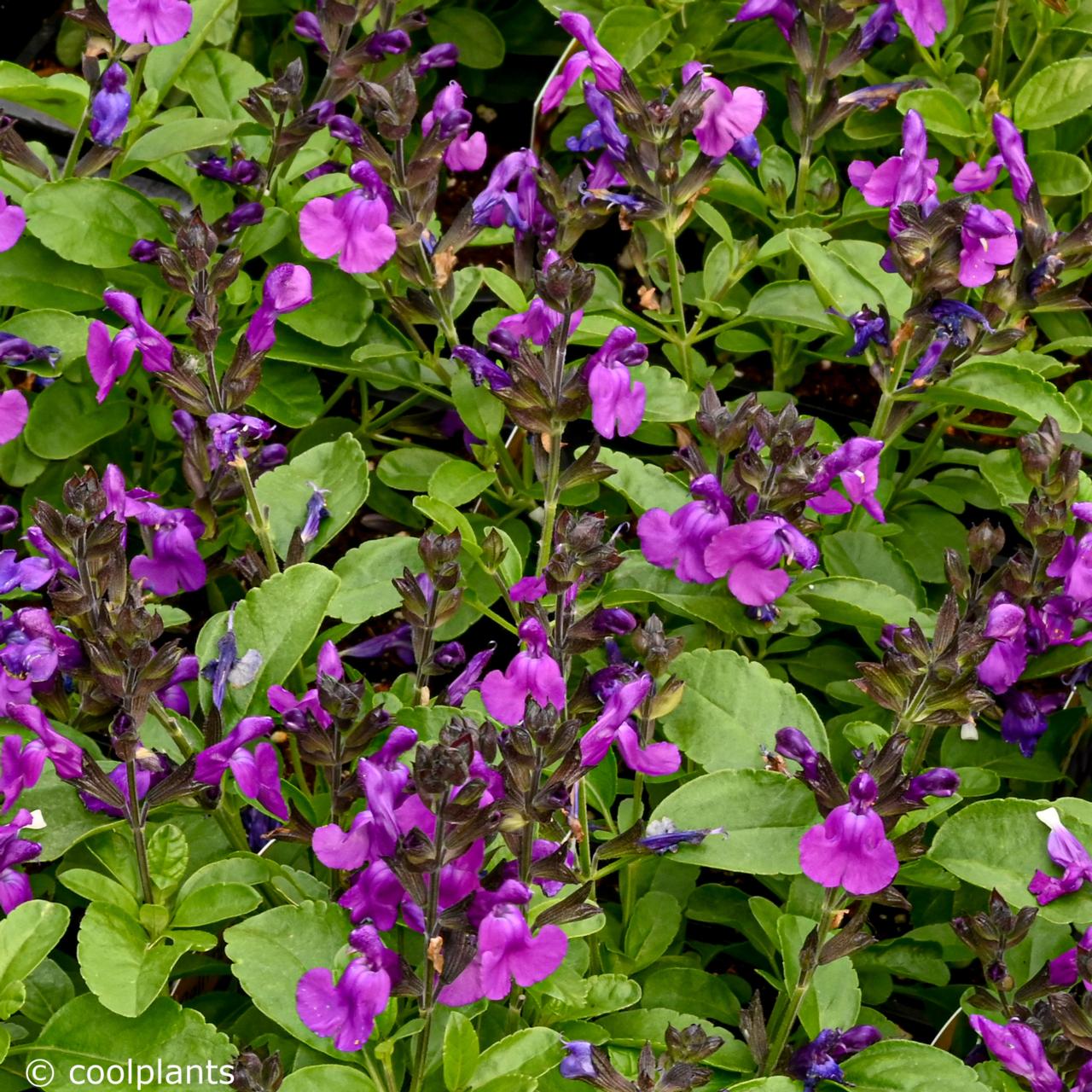 Salvia greggii Mirage Violet plant