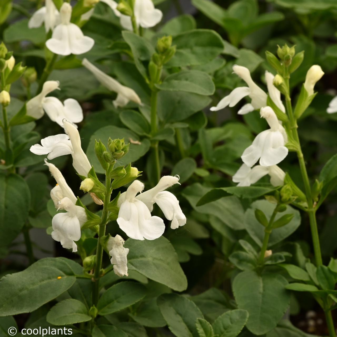 Salvia greggii Mirage White plant