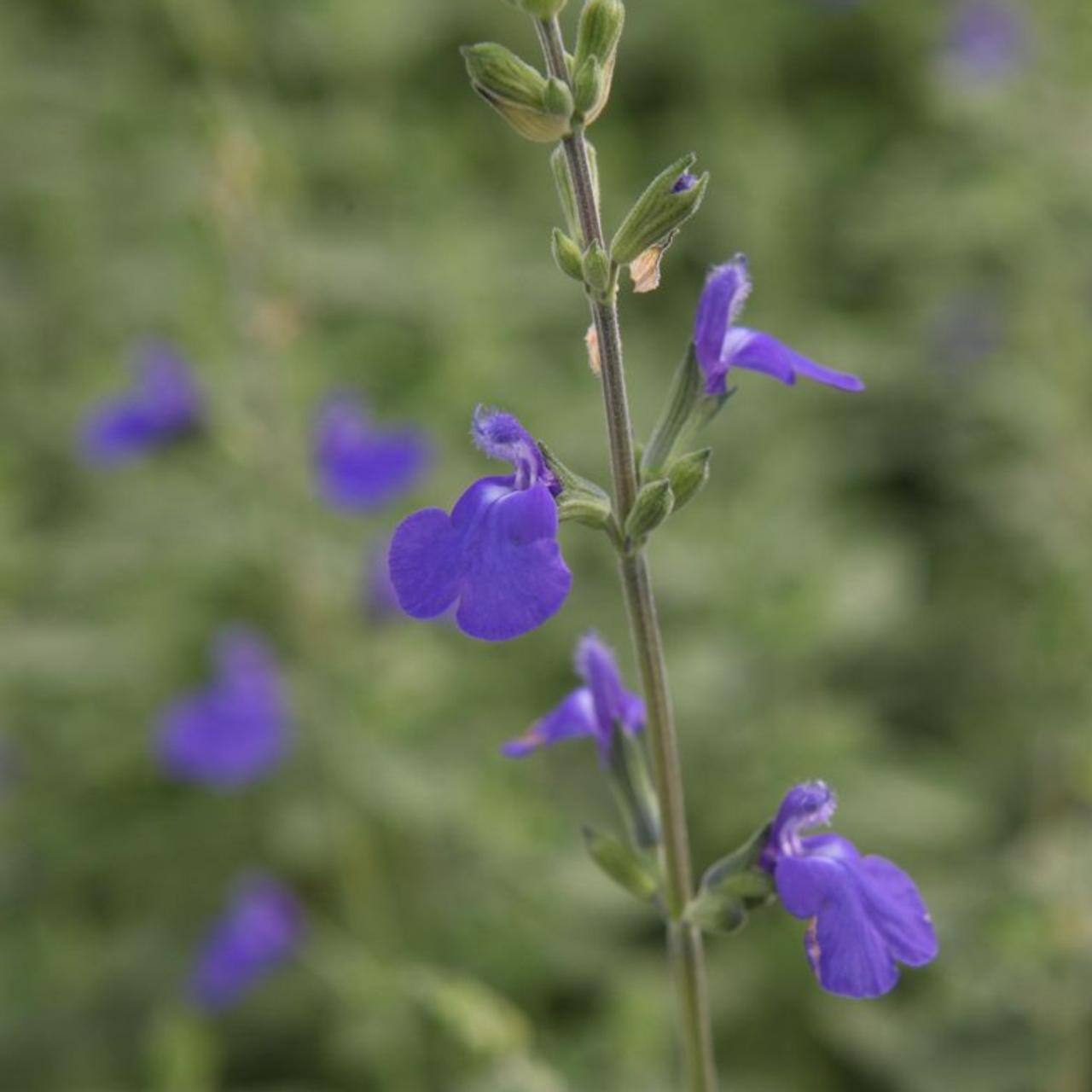 Salvia microphylla 'Blue Monrovia' plant