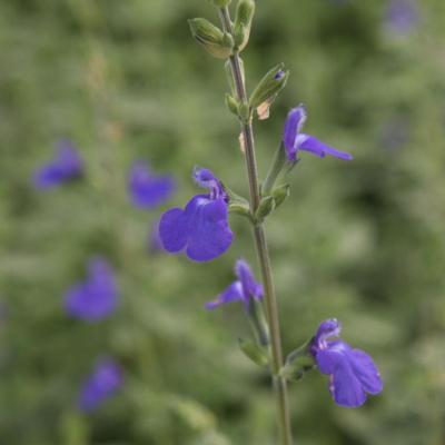 salvia-microphylla-blue-monrovia