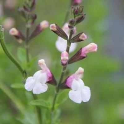 salvia-microphylla-delice-fiona