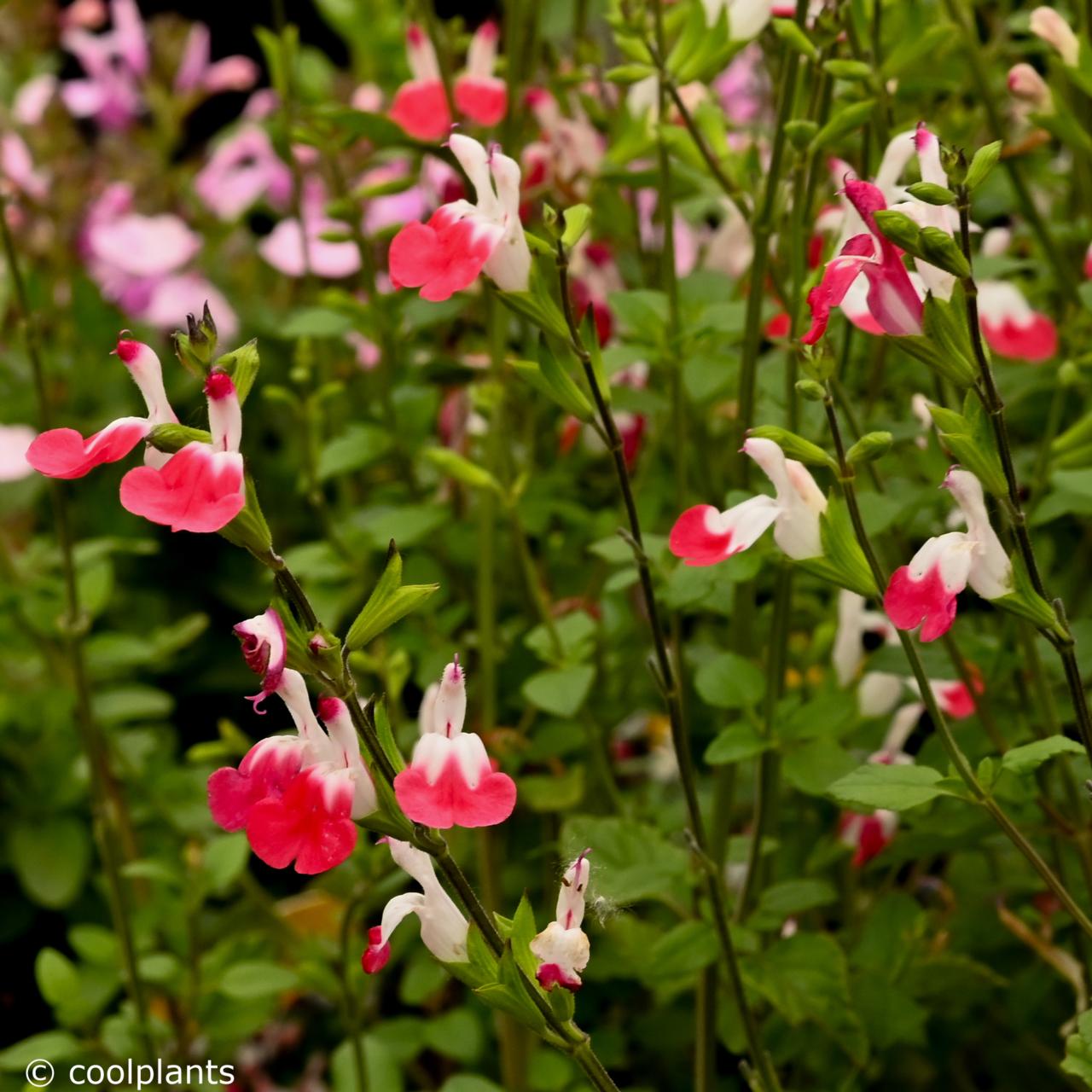 Salvia microphylla 'Hot Lips' plant
