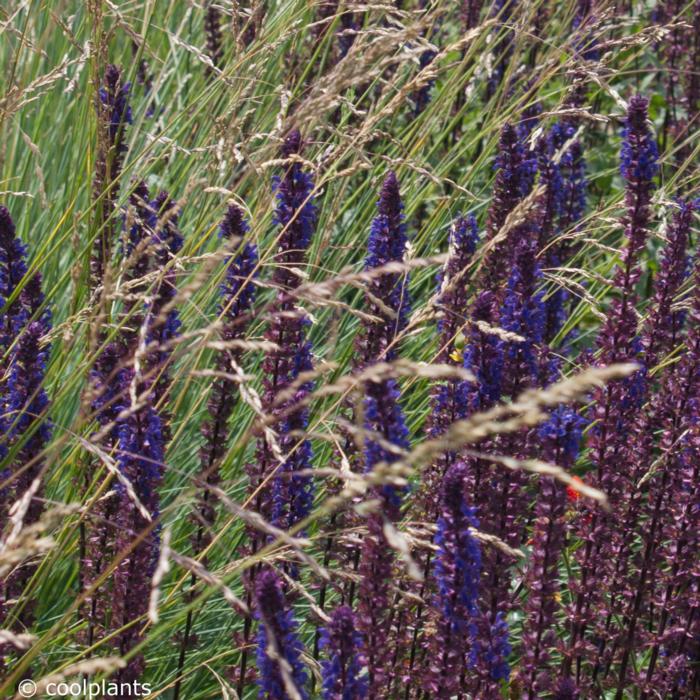 Salvia nemorosa 'Caradonna' plant