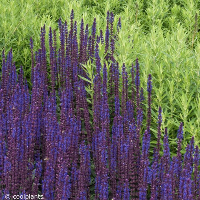 Salvia nemorosa 'Caradonna' plant