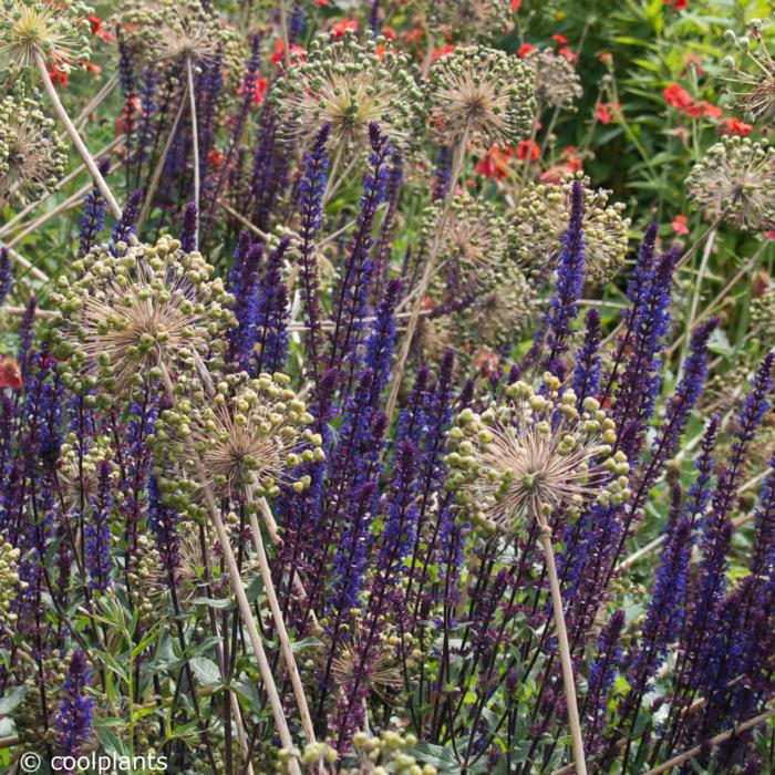 Salvia nemorosa 'Caradonna' plant