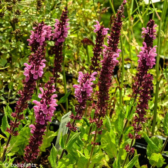 Salvia nemorosa 'Katsjing' plant