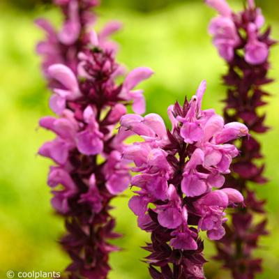 salvia-nemorosa-katsjing