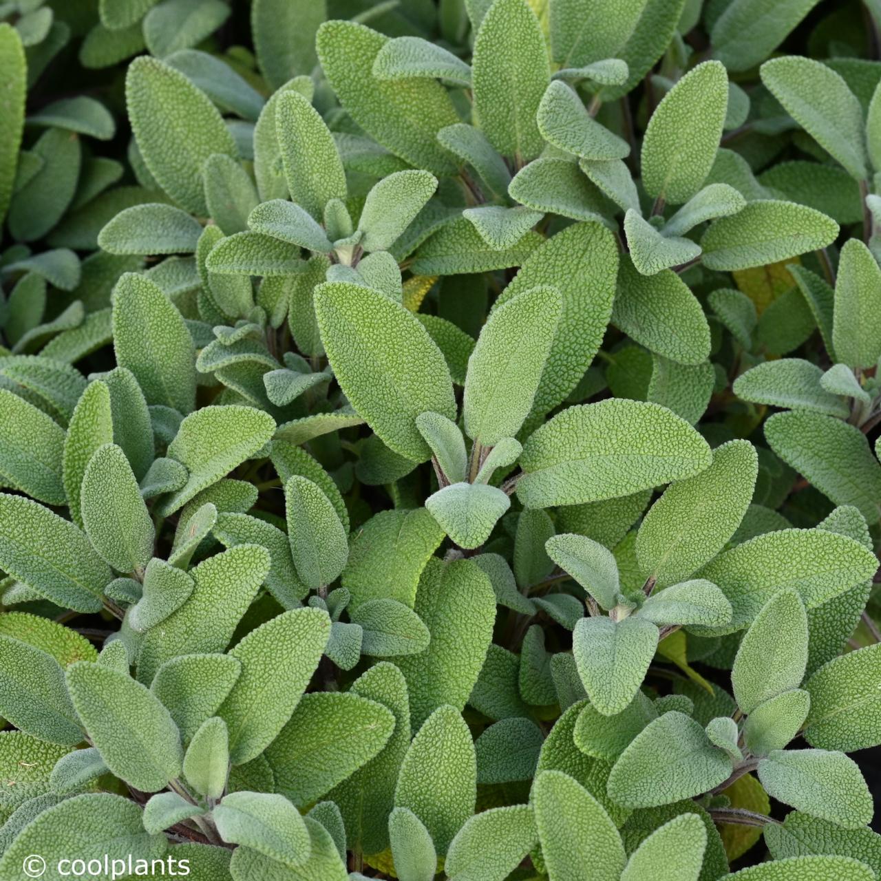 Salvia officinalis 'Growers'Friend' plant