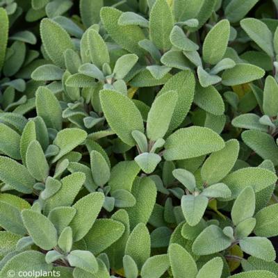 salvia-officinalis-growersfriend