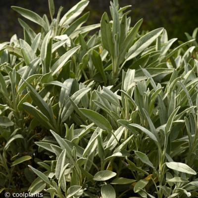 salvia-officinalis-nazareth