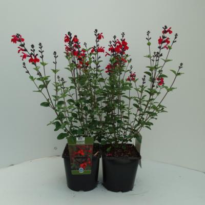 salvia-royal-bumble