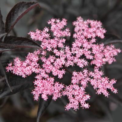 sambucus-nigra-black-beauty