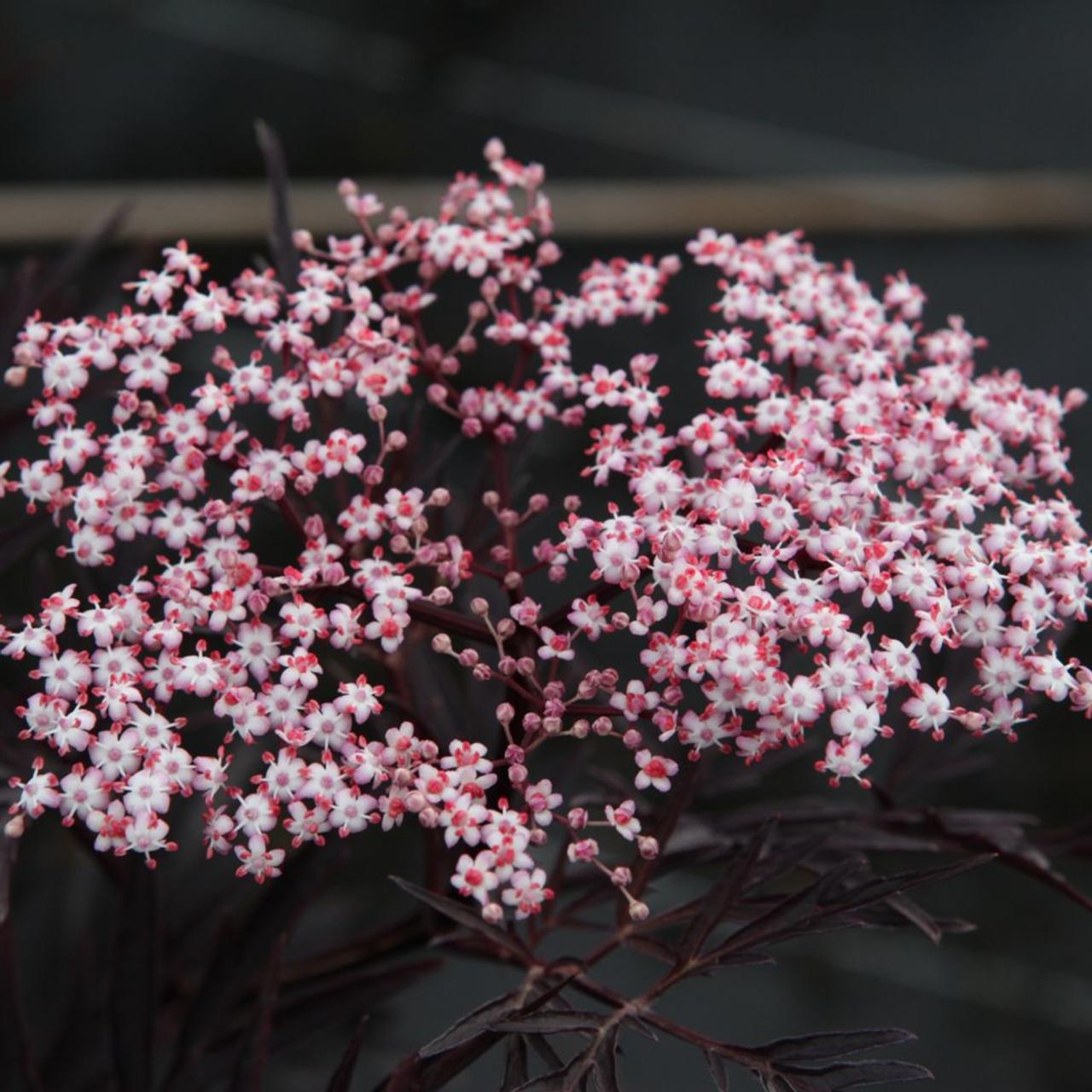 Sambucus nigra 'Black Lace' plant