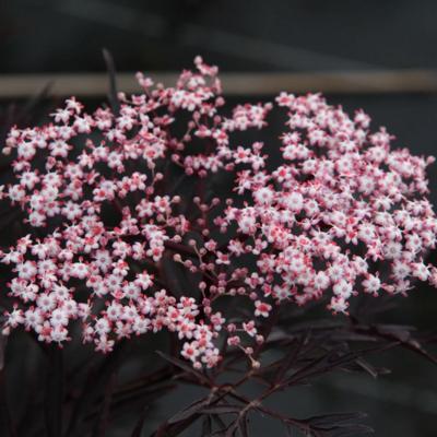 sambucus-nigra-black-lace