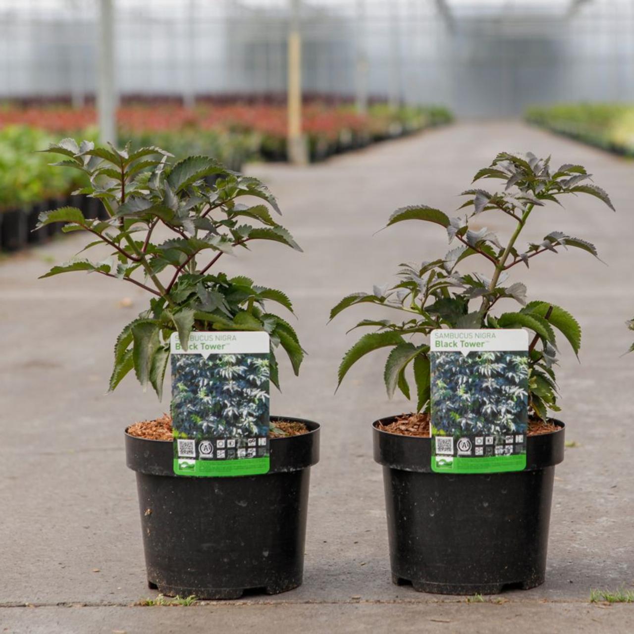 Sambucus nigra 'Black Tower' plant