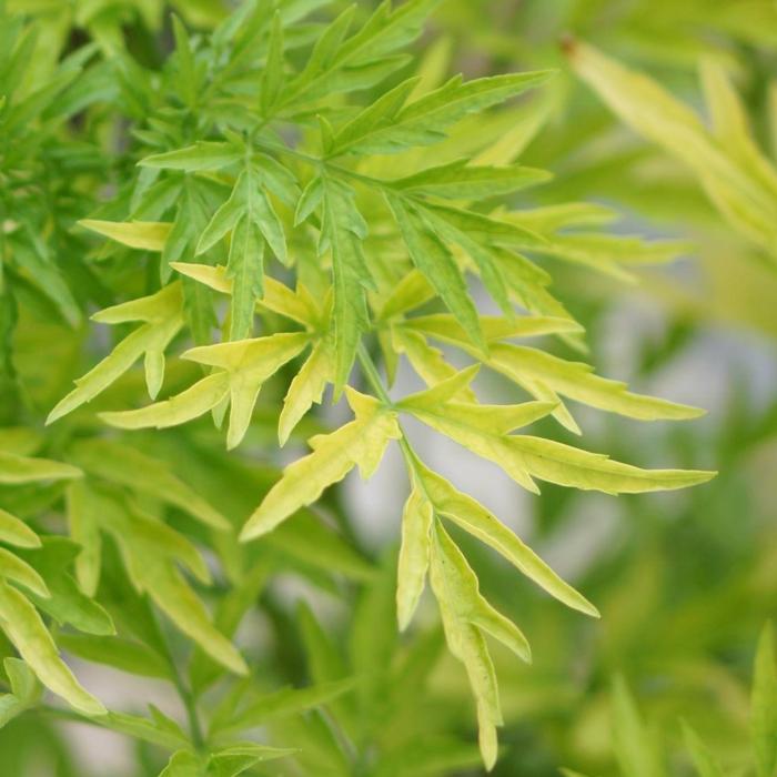 Sambucus nigra 'Golden Tower' plant