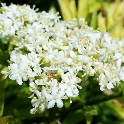 sambucus-nigra-golden-tower