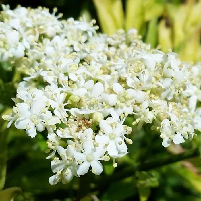 Sambucus nigra 'Golden Tower' plant