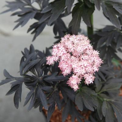 sambucus-nigra-laced-up