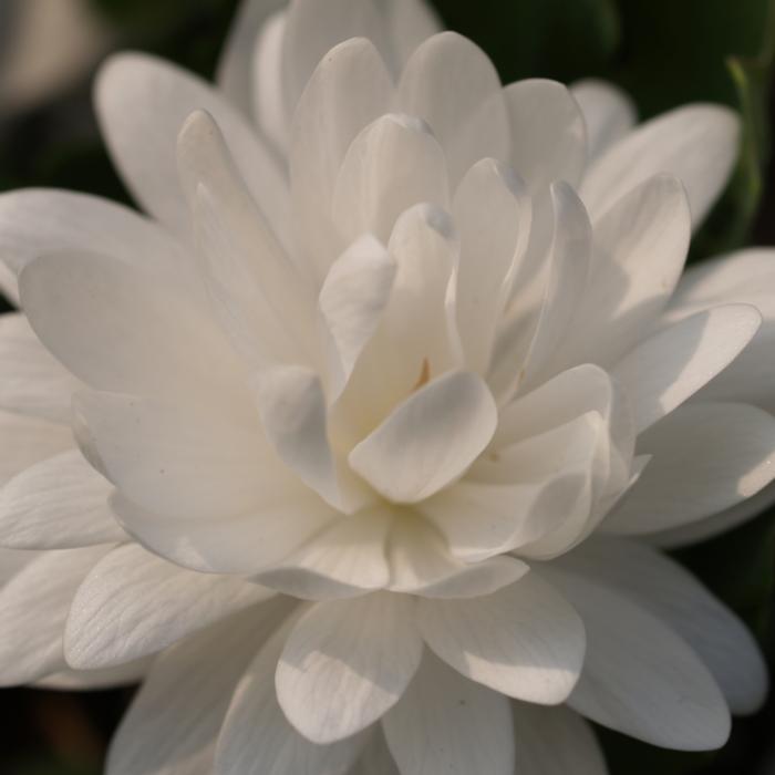 Sanguinaria canadensis 'Multiplex' plant