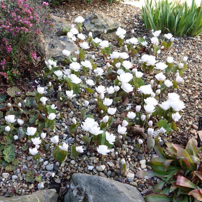Sanguinaria canadensis 'Multiplex' plant