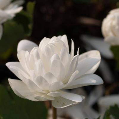 sanguinaria-canadensis-multiplex