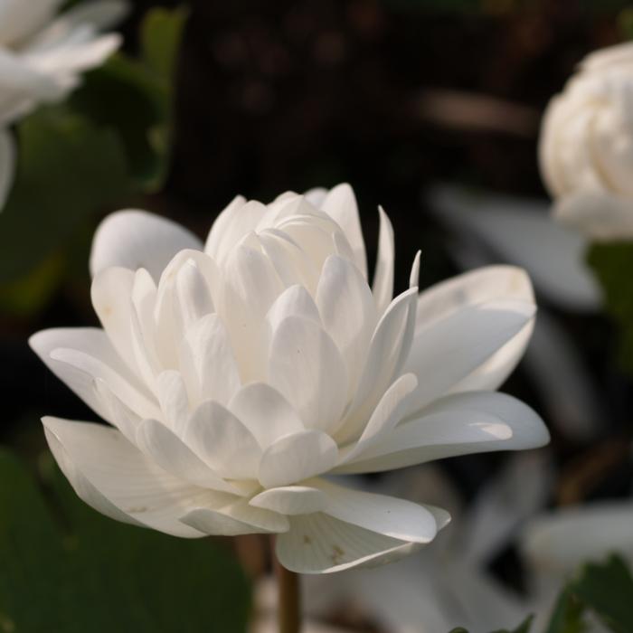 Sanguinaria canadensis 'Multiplex' plant