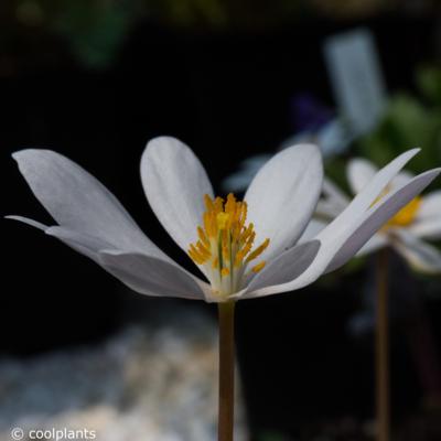 sanguinaria-canadensis