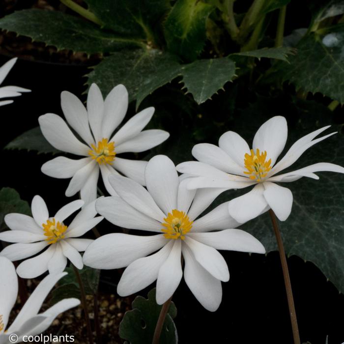 Sanguinaria canadensis plant