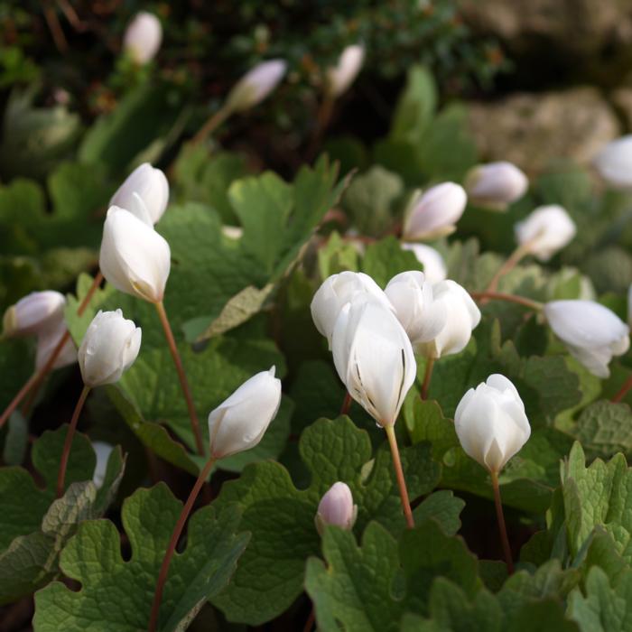 Sanguinaria canadensis plant