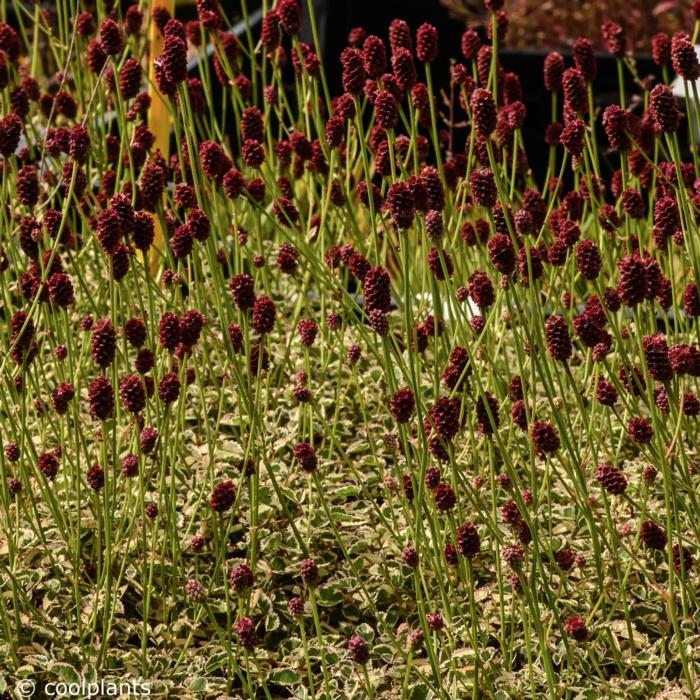 Sanguisorba minor 'Little Angel' plant