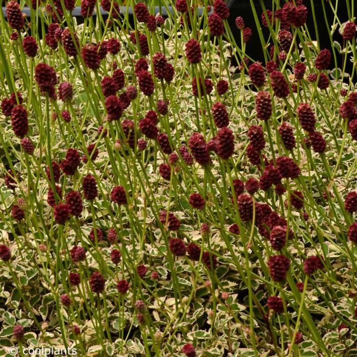 Sanguisorba minor 'Little Angel' plant