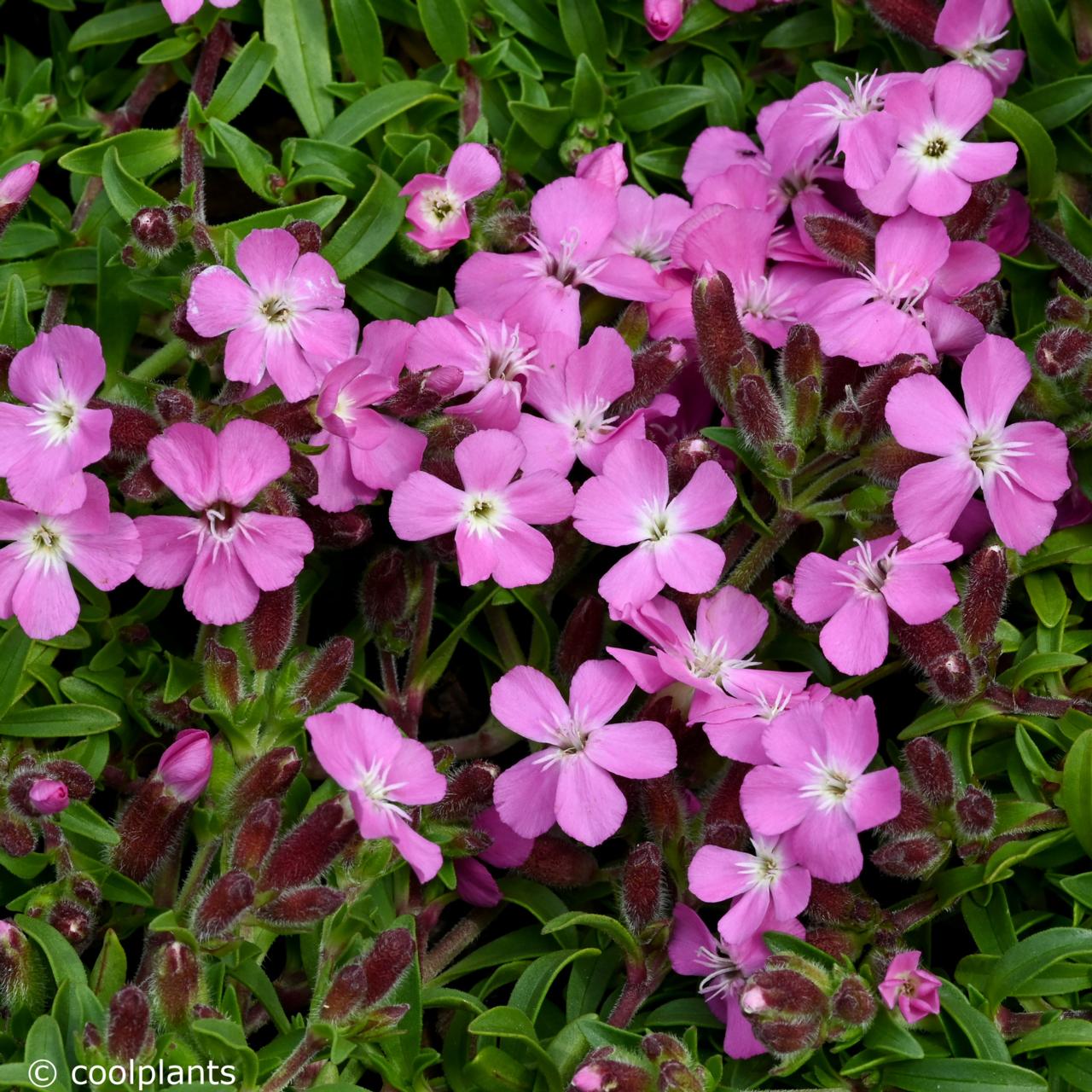 Saponaria 'Bressingham' plant