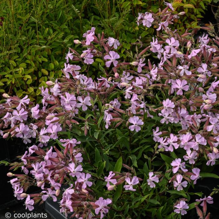 Saponaria lempergii 'Max Frei' plant
