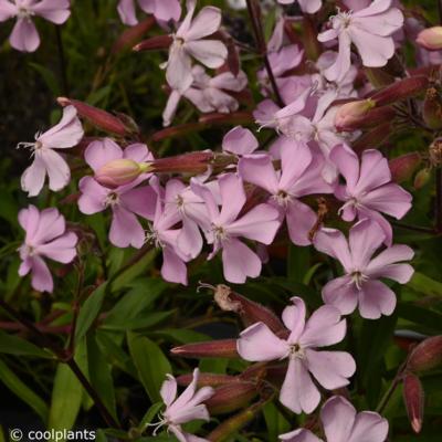 saponaria-lempergii-max-frei