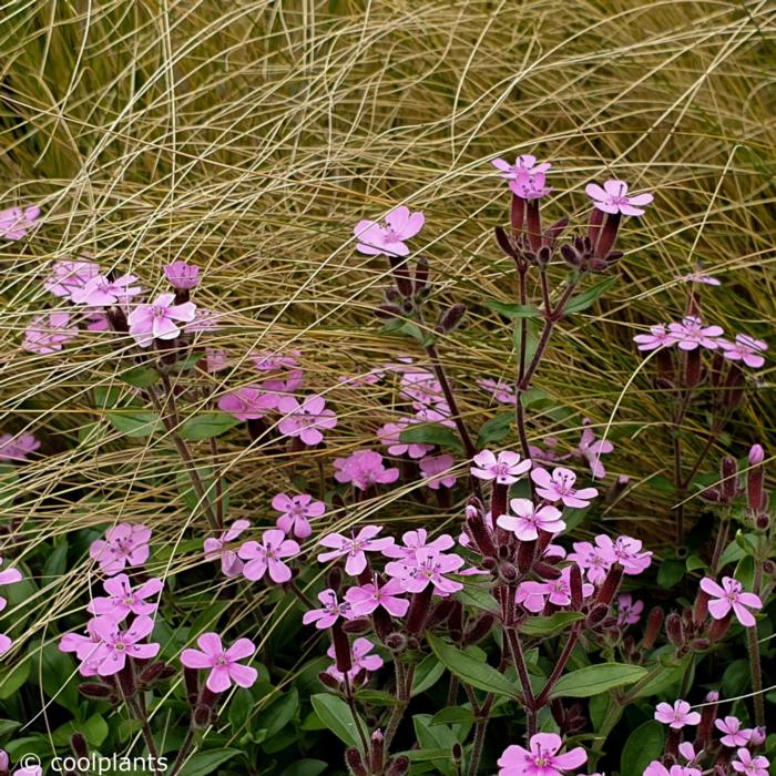 Saponaria ocymoides plant