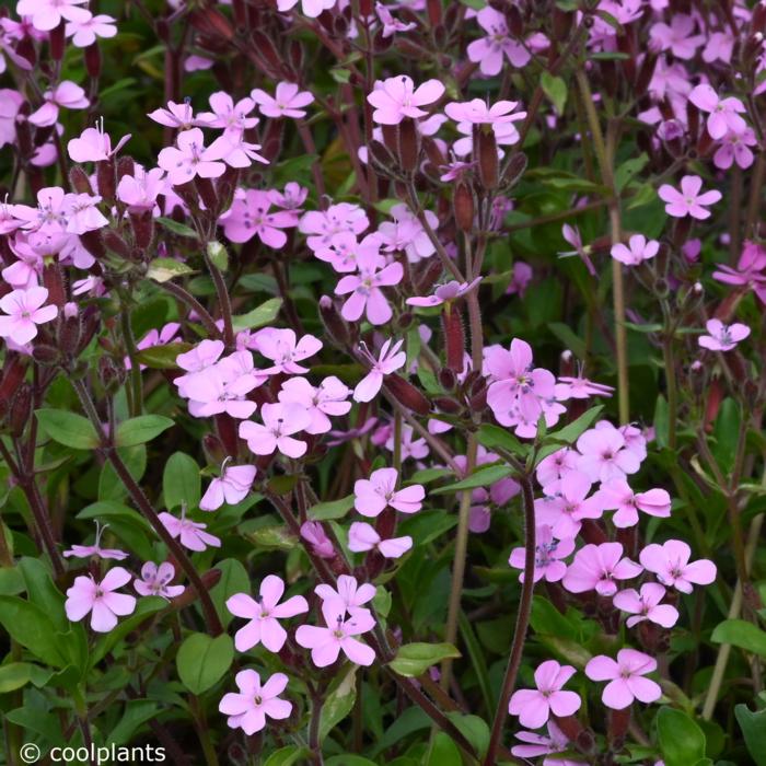 Saponaria ocymoides plant