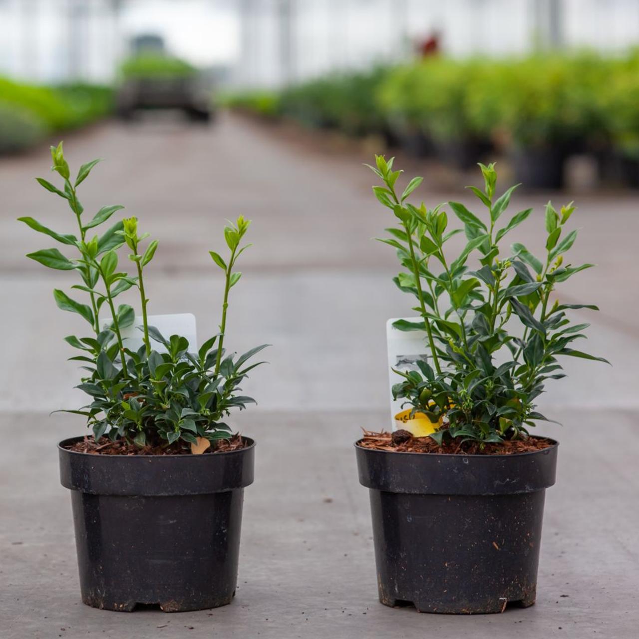 Sarcococca confusa plant