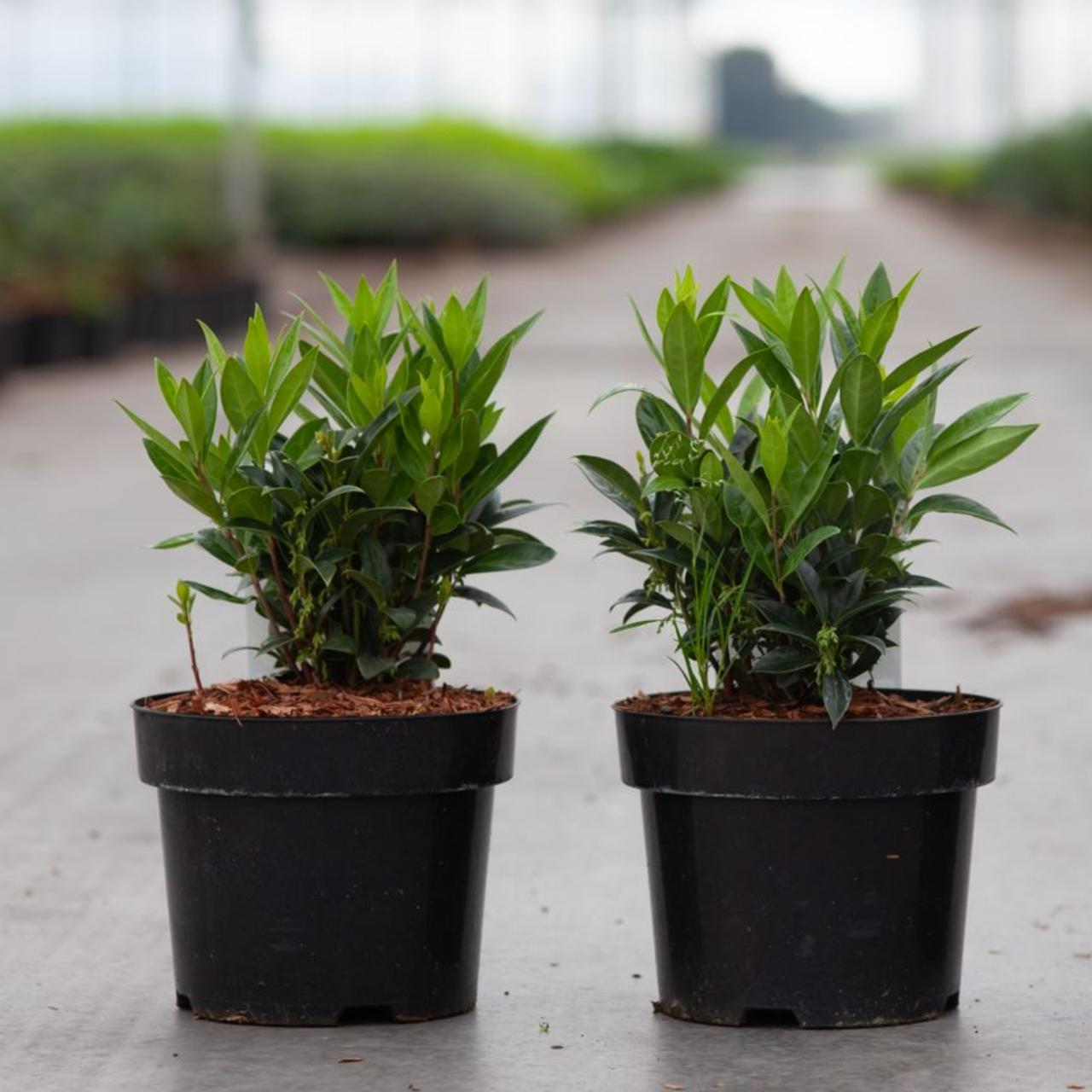 Sarcococca hookeriana var. humilis plant