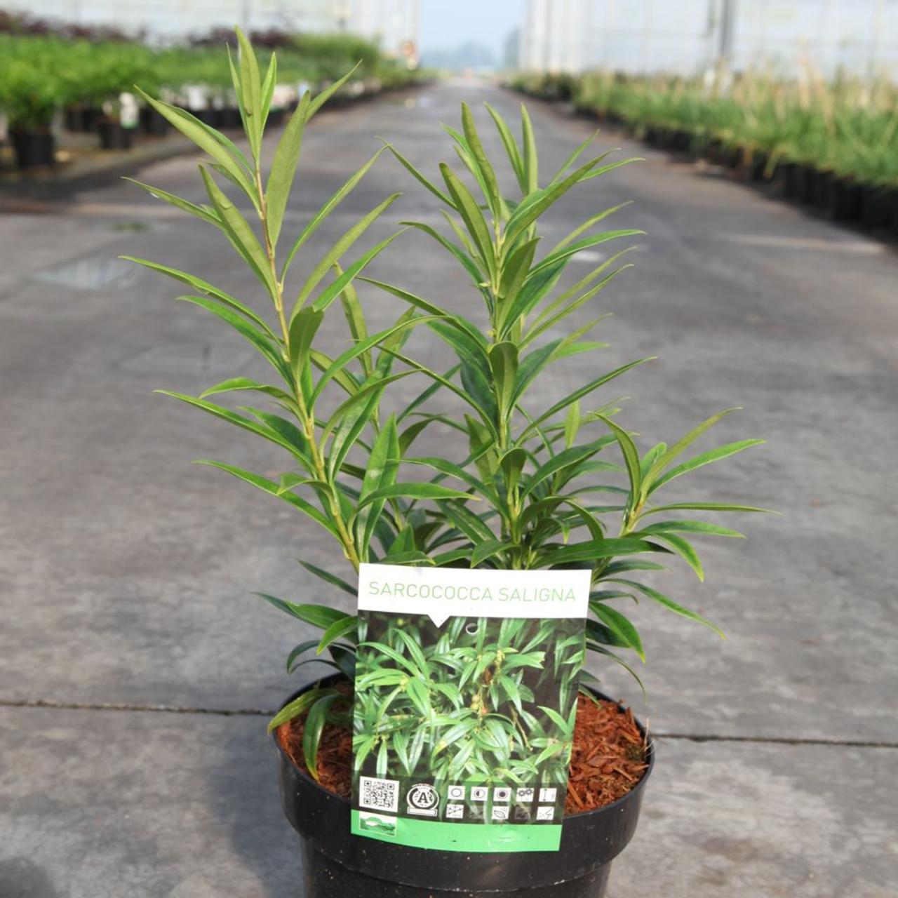 Sarcococca saligna plant