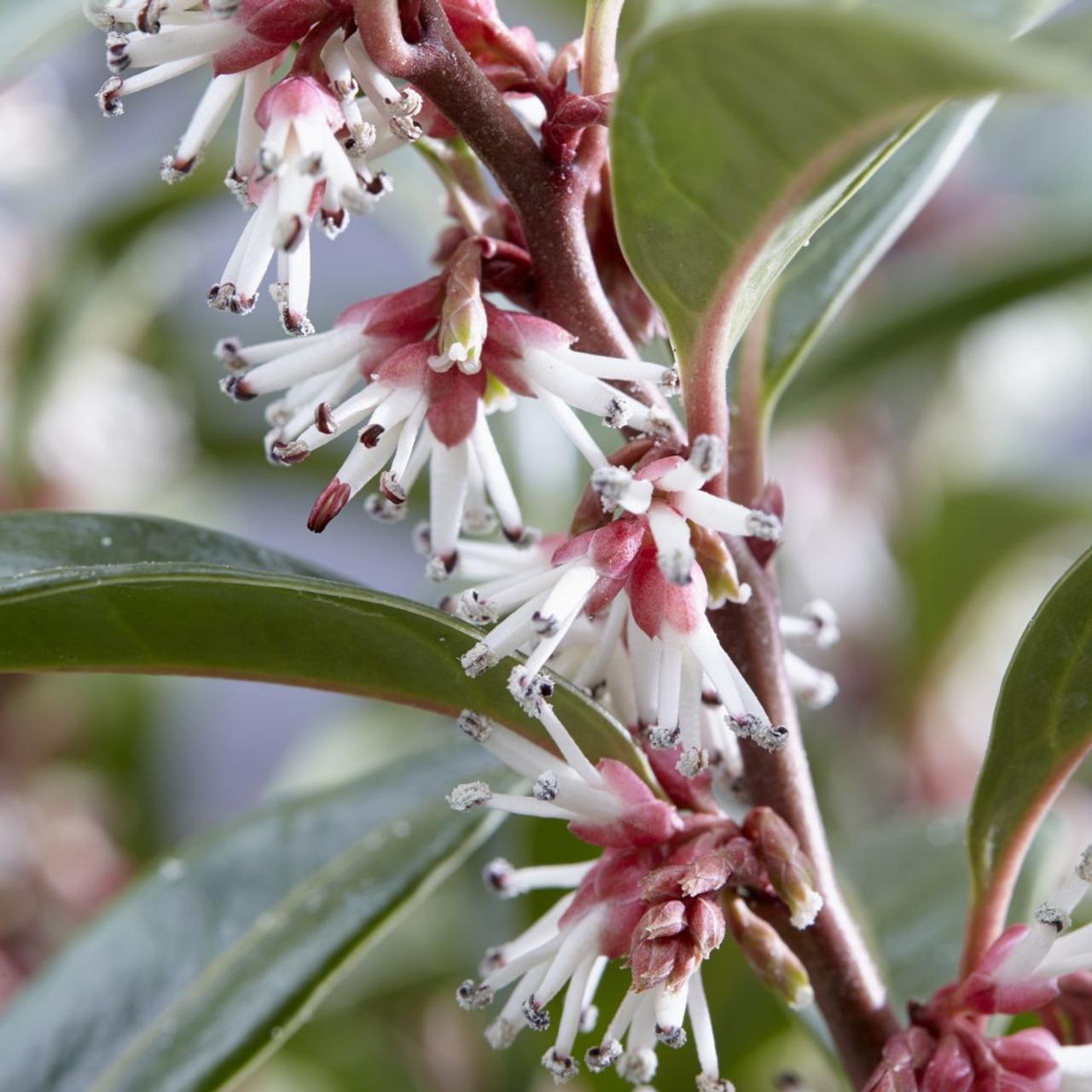 Sarcococca 'Winter Gem' plant