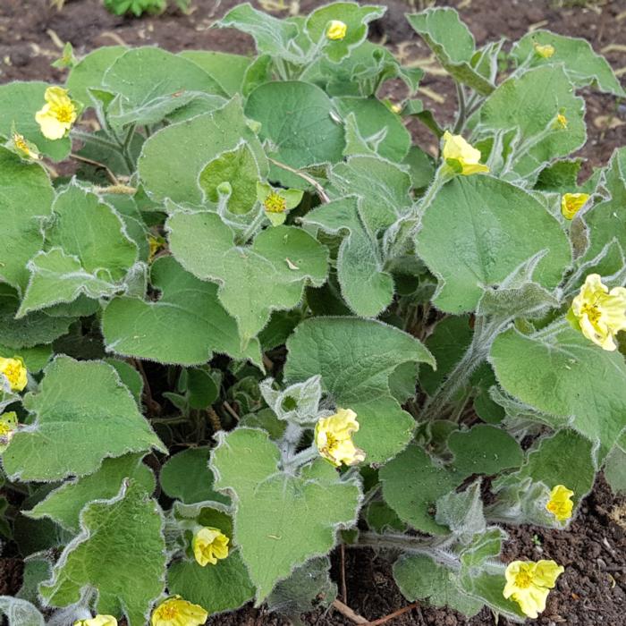 Saruma henryi plant