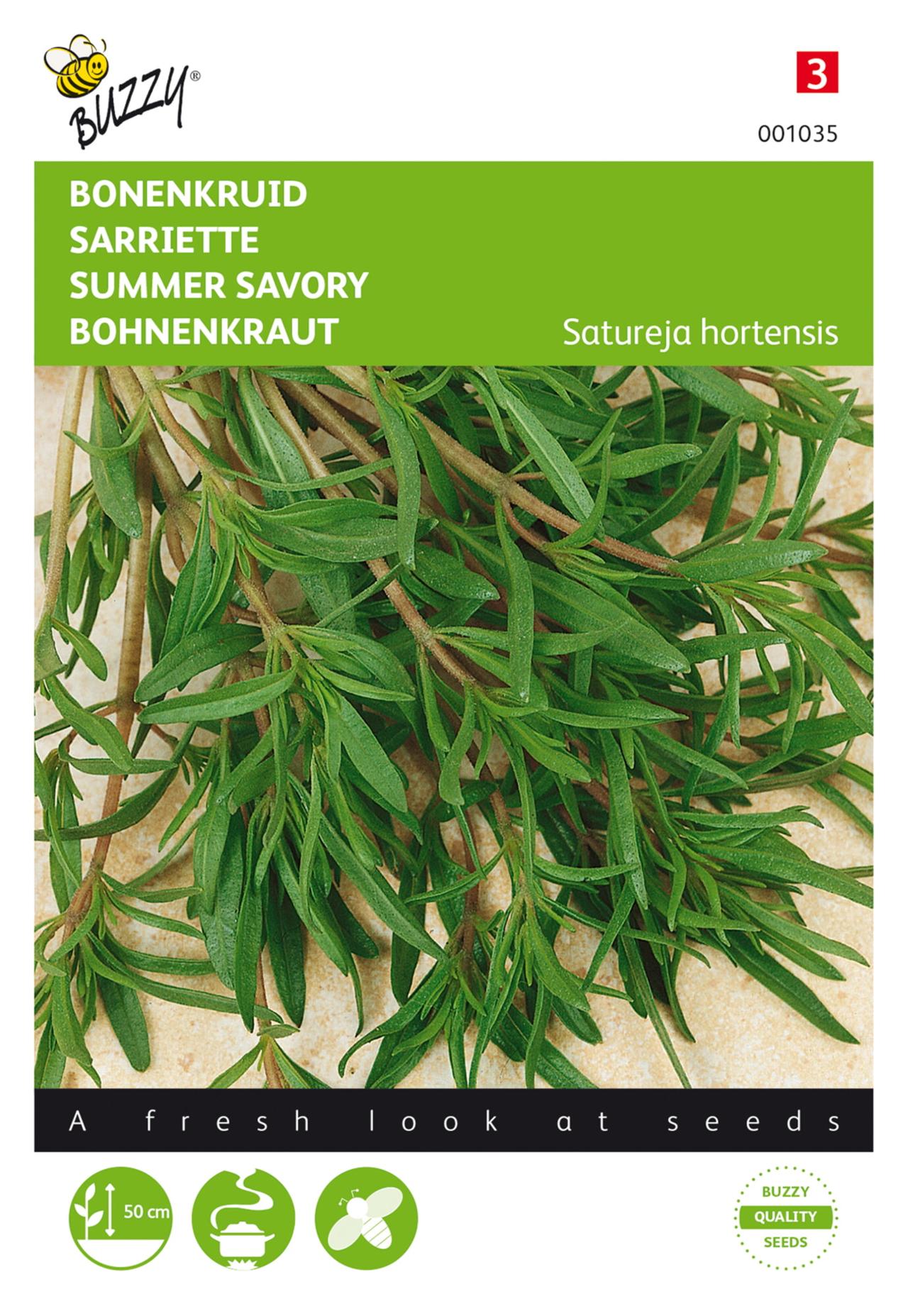 Satureja hortensis plant