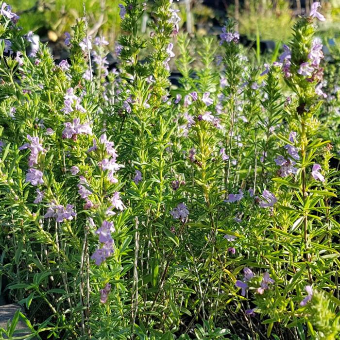 Satureja montana ssp. illyrica plant