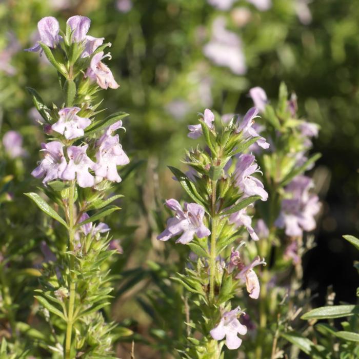 Satureja montana ssp. illyrica plant